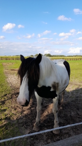 Greven 1