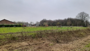 Linden2