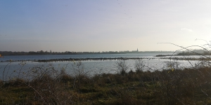 Linden5
