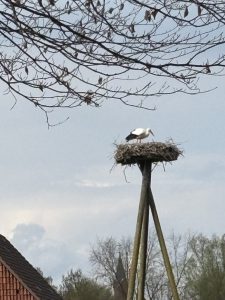IMG 2509-Gross