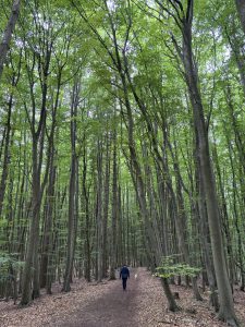 Mueritz-Ostsee109