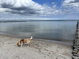 Mueritz-Ostsee69