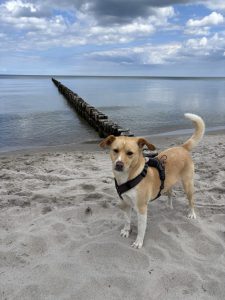 Mueritz-Ostsee72